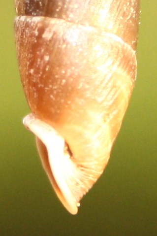 Clausiliidae da identificare